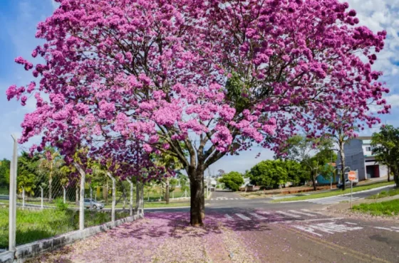 A Beleza da Florada dos Ipês em Maringá Durante o Inverno