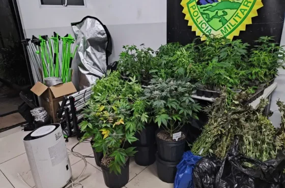 Inquilino preso no Paraná por cultivar 197 pés de maconha