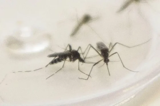 Maringá confirma mais de 280 casos de dengue em uma semana