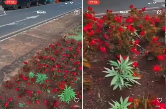 Pés de maconha crescendo em um canteiro central de Maringá.