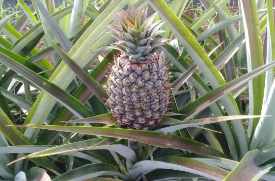 Produção de Abacaxi Orgânico no Norte Pioneiro