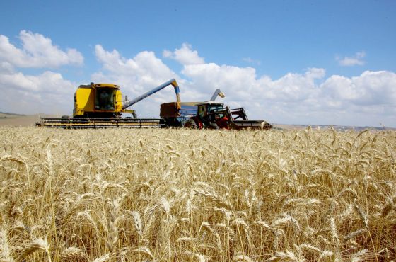 Produção de Trigo Deve Alcançar 3,61 Milhões de Toneladas