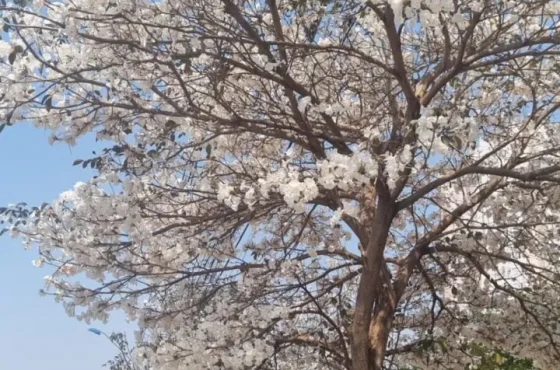 Florada dos Ipês Brancos em Maringá