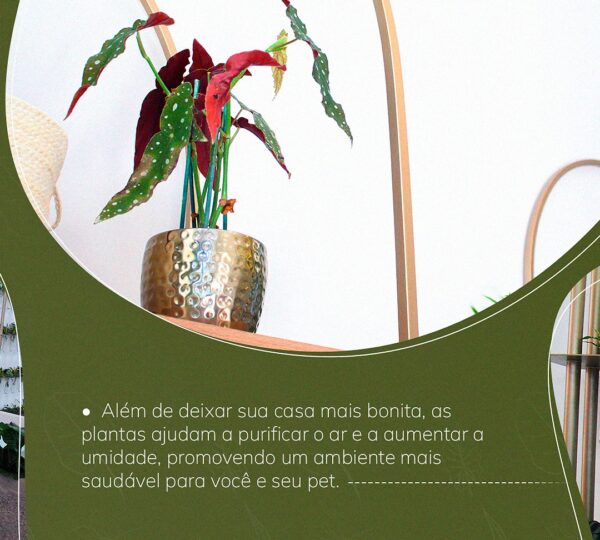 Vaso in Casa